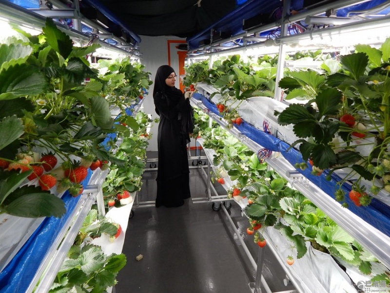 夏普新业务启动 将在迪拜种植日本草莓-日本经济_日本产业_日本产品_日本企业_日本通